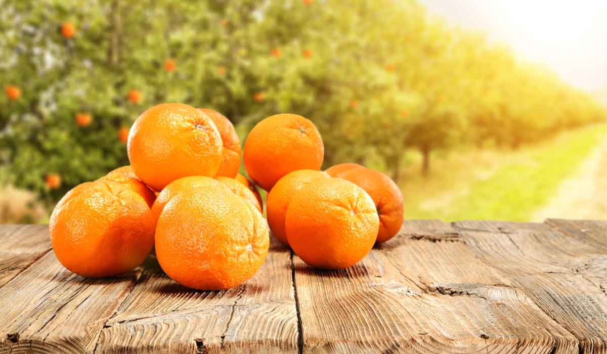 Scopri di più sull'articolo VOGLIA DI SICILIA? ASSAGGIA L’ARANCIA DI RIBERA DOP