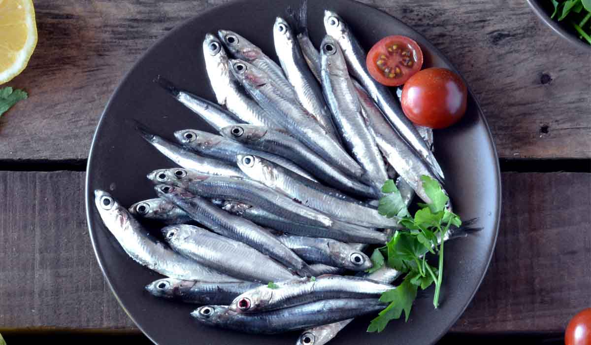 Scopri di più sull'articolo L’ALICE: LA REGINA DEL PESCE AZZURRO (ANCHE) IN INVERNO