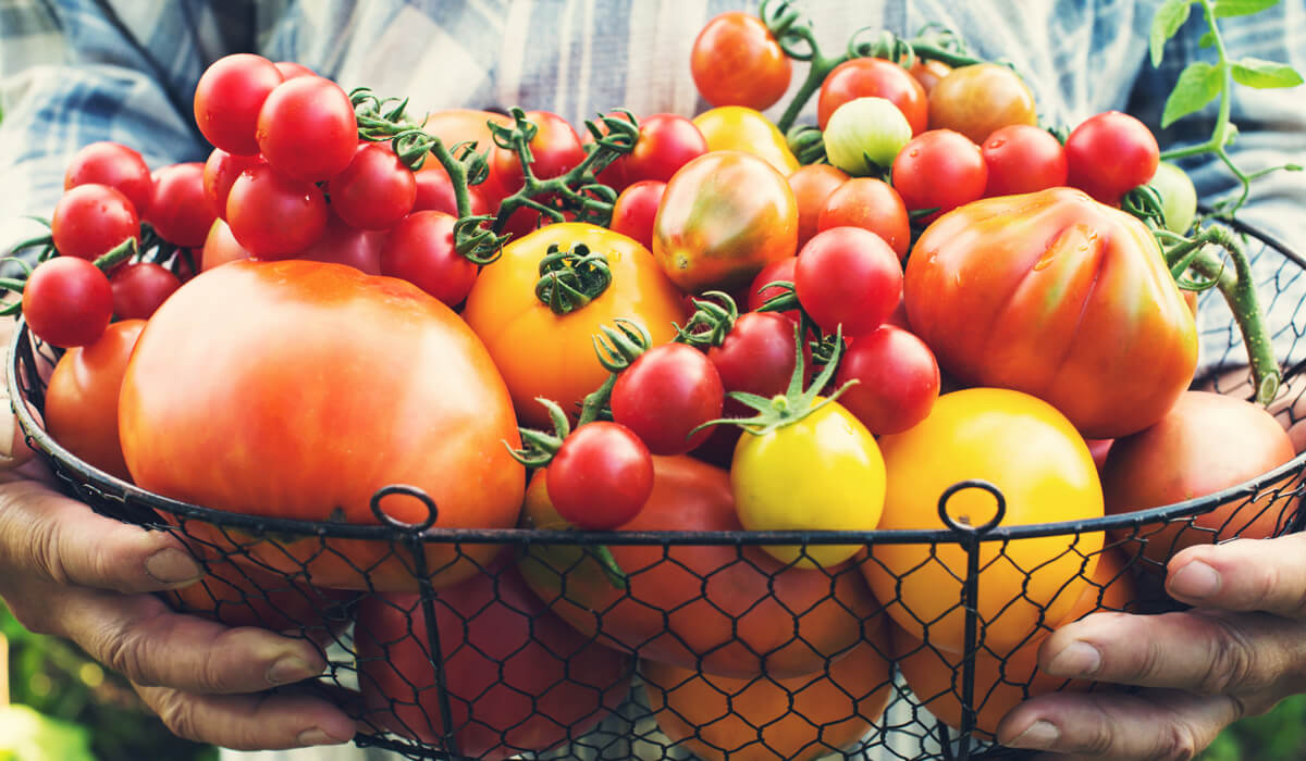 Scopri di più sull'articolo LE VARIETÀ DI POMODORO