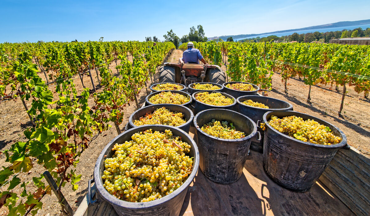 Scopri di più sull'articolo DALL’UVA AL MOSTO, L’INIZIO DI UN AROMATICO VIAGGIO