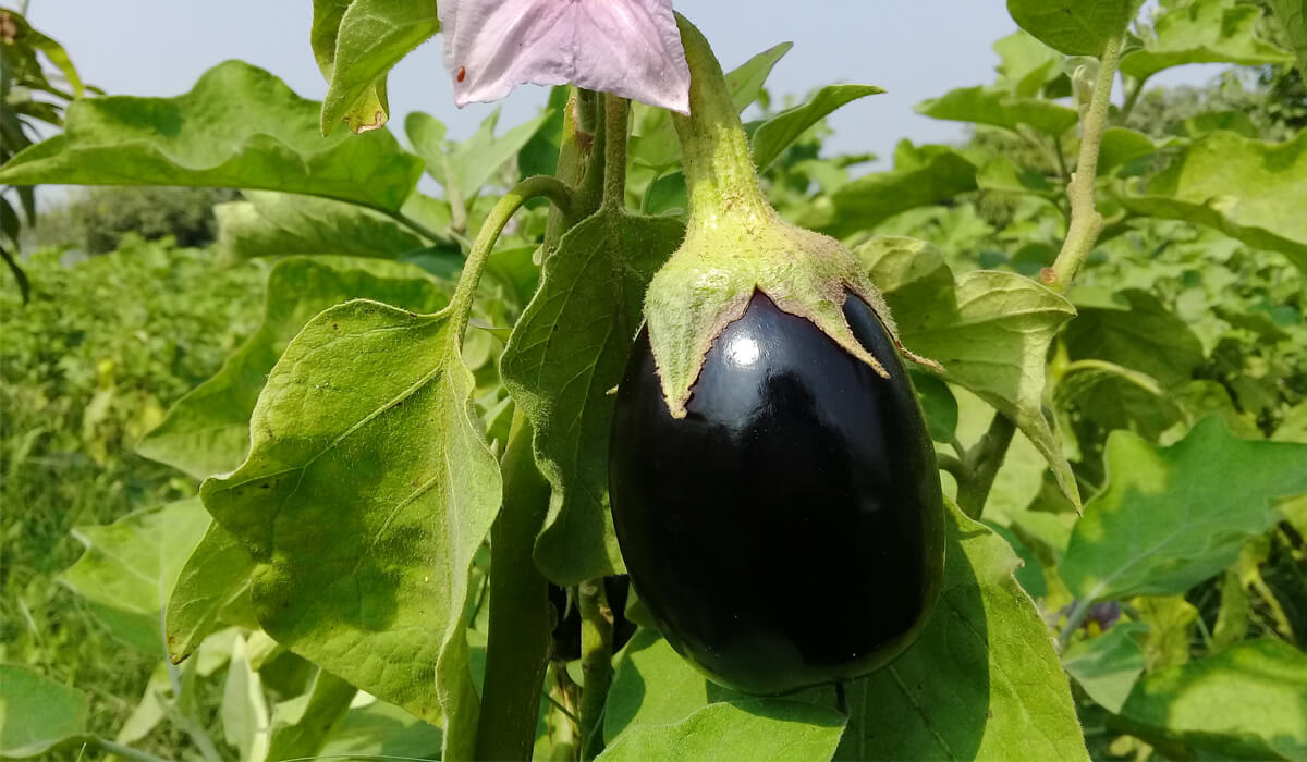 SAPEVI CHE? ALCUNE CURIOSITÀ SULLA MELANZANA CHE FORSE NON CONOSCEVI! -  AltaSfera Sicilia